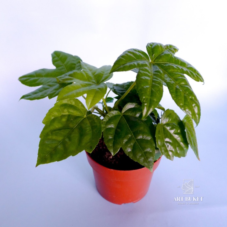 Фатсия горшечная 25 см