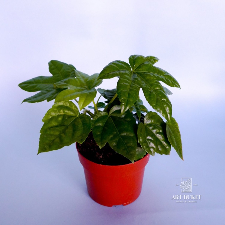 Фатсия горшечная 25 см