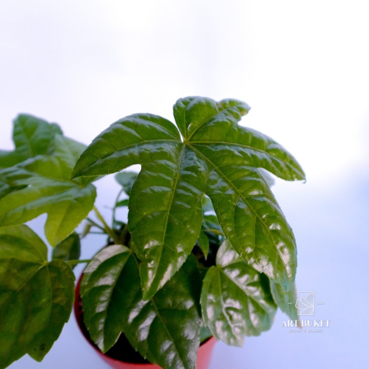 Фатсия горшечная 25 см