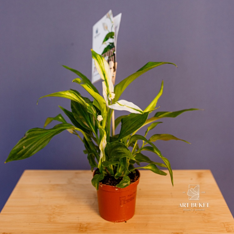 Спатифиллум (SPATHIPHYLUM) 20 см