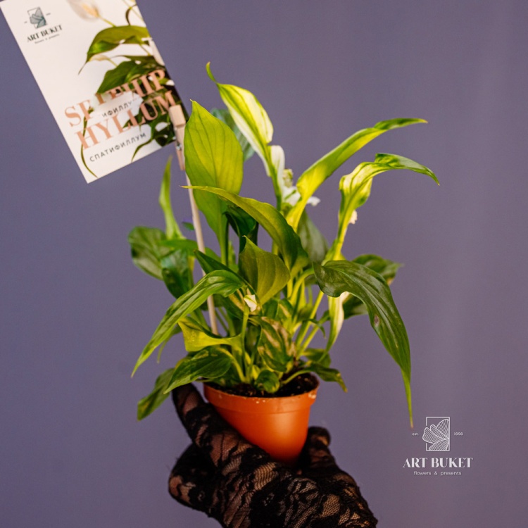 Спатифиллум (SPATHIPHYLUM) 20 см