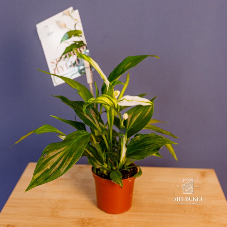 Спатифиллум (SPATHIPHYLUM) 20 см