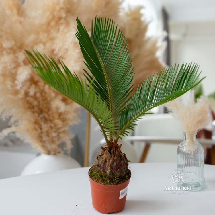 Цикас Революта (D12 H35)