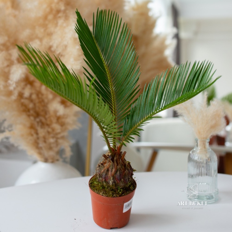 Цикас Революта (D11 H35)