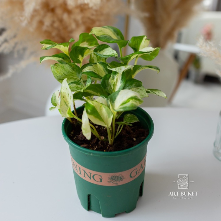 Эпипремнум Хэппи Лиф (D12 H20)