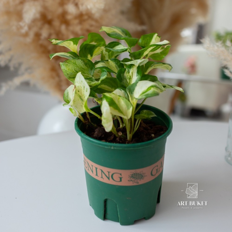 Эпипремнум Хэппи Лиф (D12 H20)