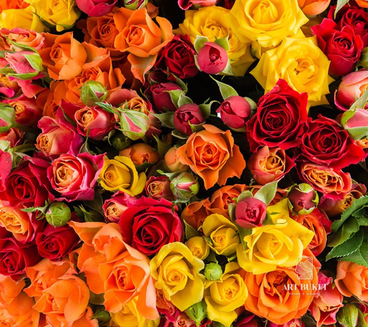 Розы кустовые