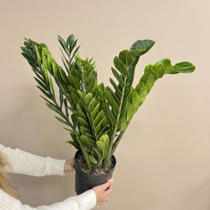 Замиокулькас (Zamioculcas) d21 h70 