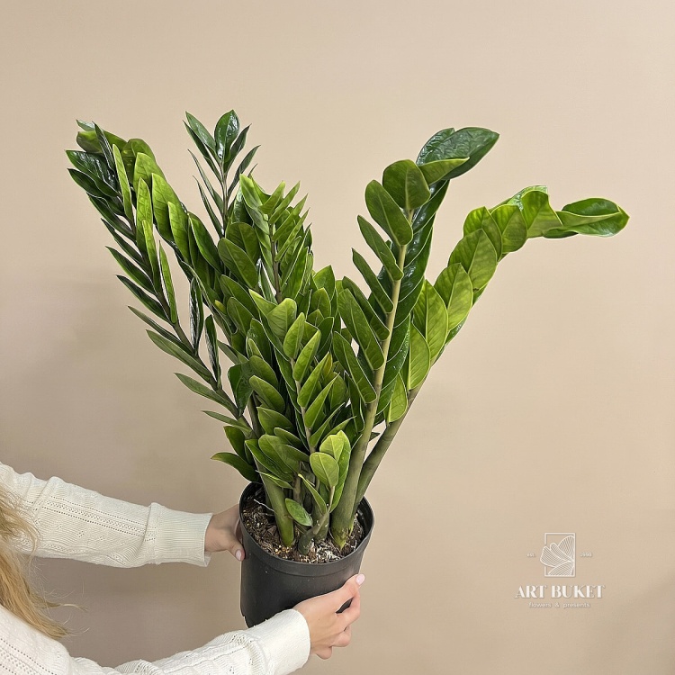 Замиокулькас (Zamioculcas) d21 h70 