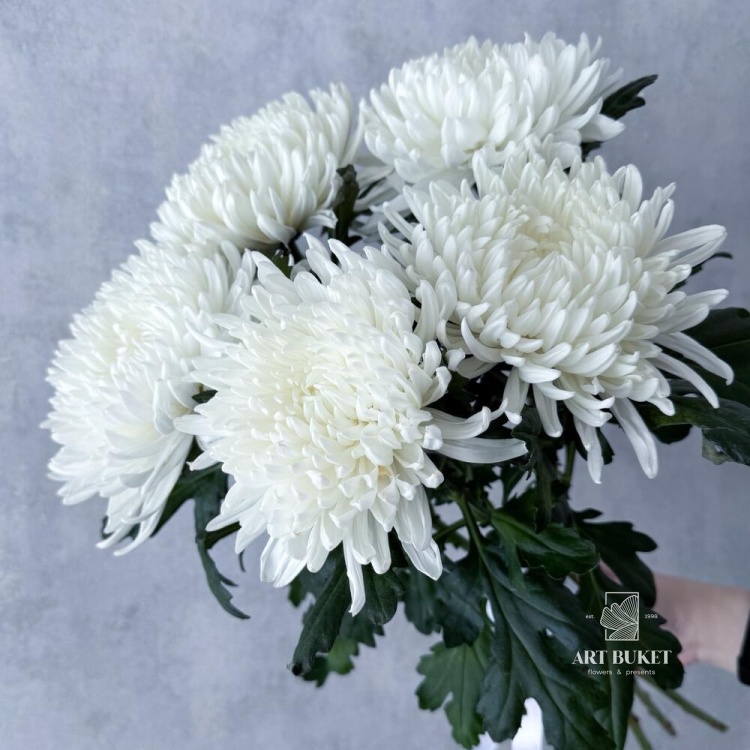 Хризантемы одиночные