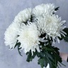 Хризантемы одиночные
