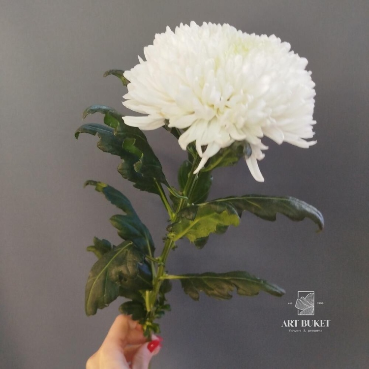 Хризантемы одиночные