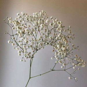 Гипсофила (GYPS), (SUMMER)