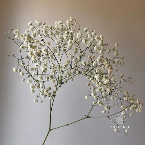 Гипсофила (GYPS), (SUMMER)