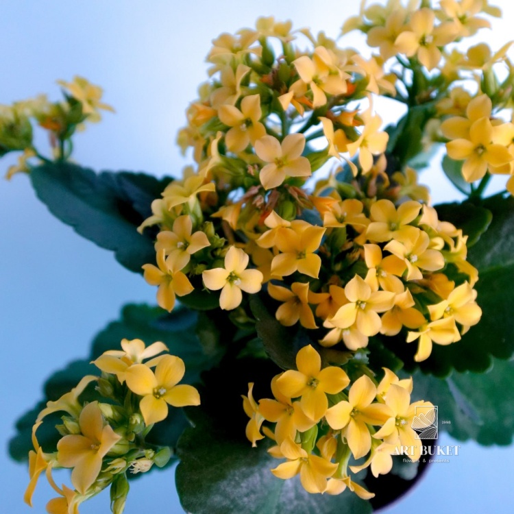 Каланхое 22 см