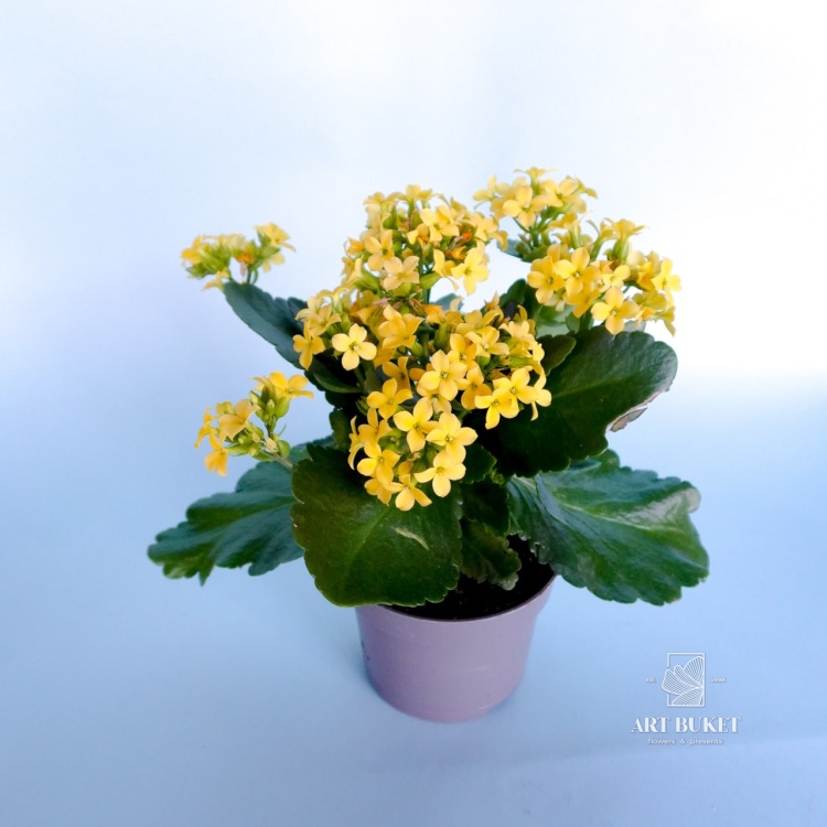 Каланхое 22 см