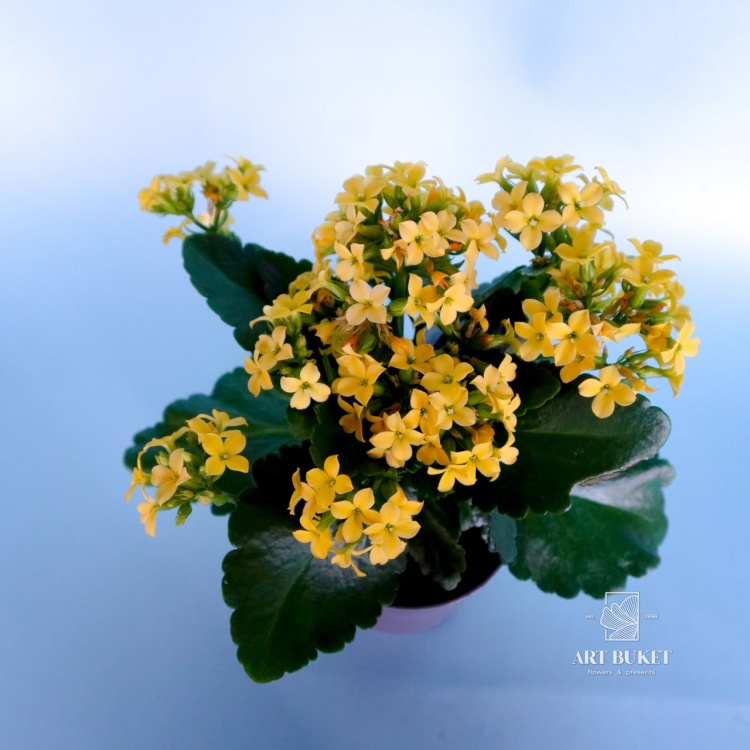 Каланхое 22 см