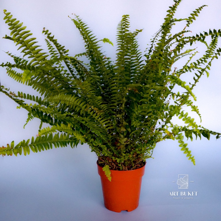 Нефролепис 35 см