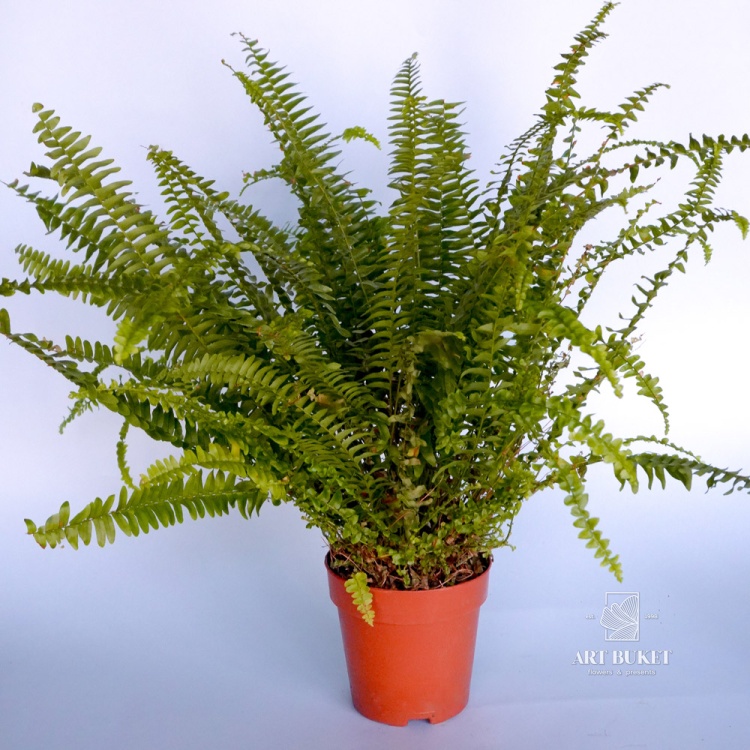 Нефролепис 35 см