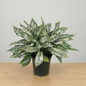 Аглаонема d15 h35