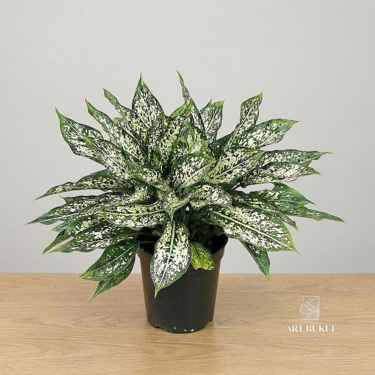 Аглаонема d15 h35