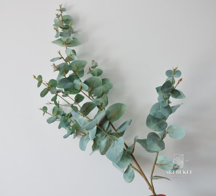 Эвкалипт Цинерия