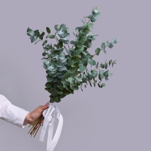 Эвкалипт Цинерия