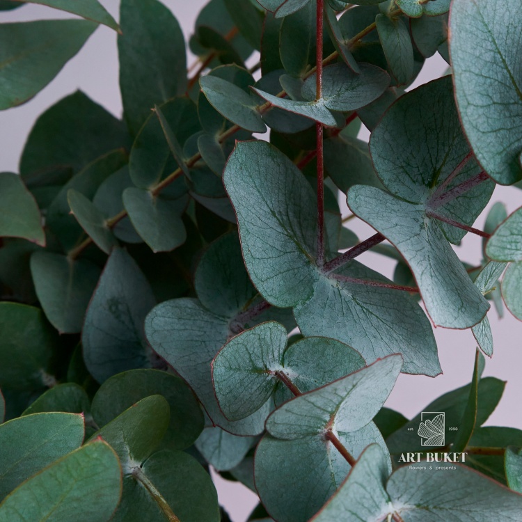 Эвкалипт Цинерия