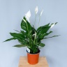 Спатифиллум (SPATHIPHYLUM)(50 см) D 14