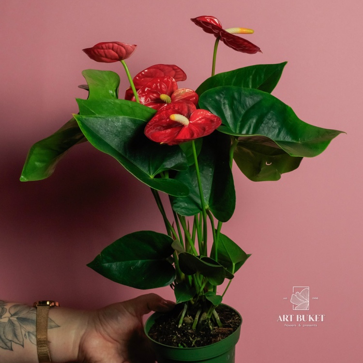 Антуриум Андре горшечный 45 см