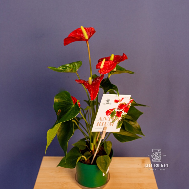 Антуриум Андре Горшечный d15 50 см