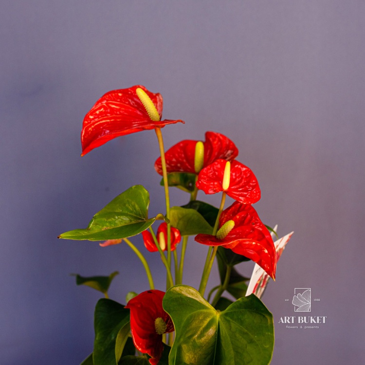 Антуриум Андре Горшечный d15 50 см