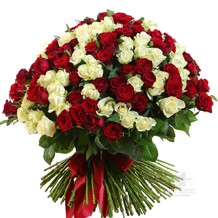 201 красно-белая роза