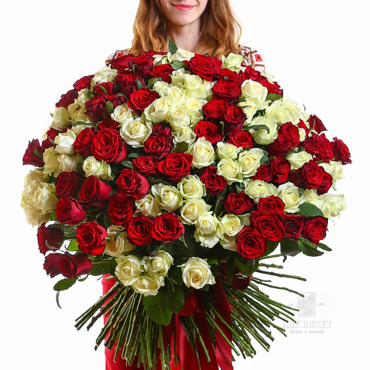 201 красно-белая роза