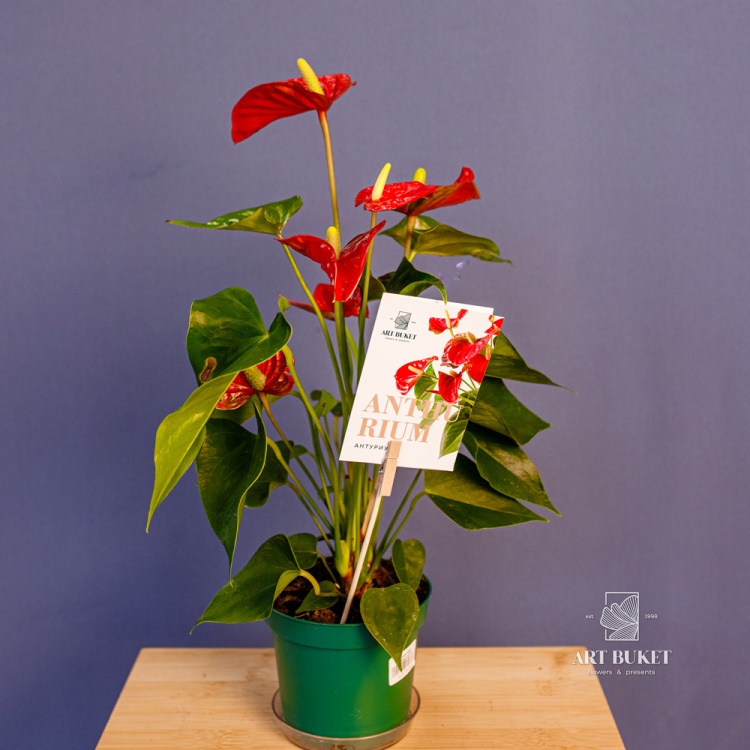 Антуриум Андре Горшечный d12 40 см