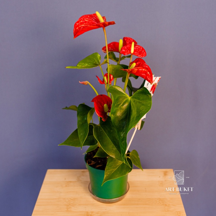 Антуриум Андре Горшечный d12 40 см