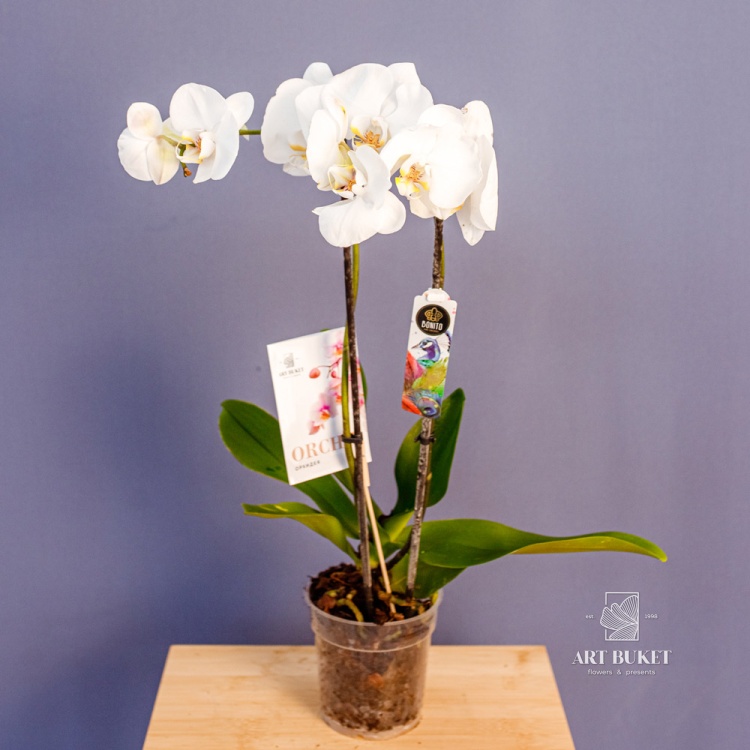 Орхидея Фаленопсис Микс d12 55 см