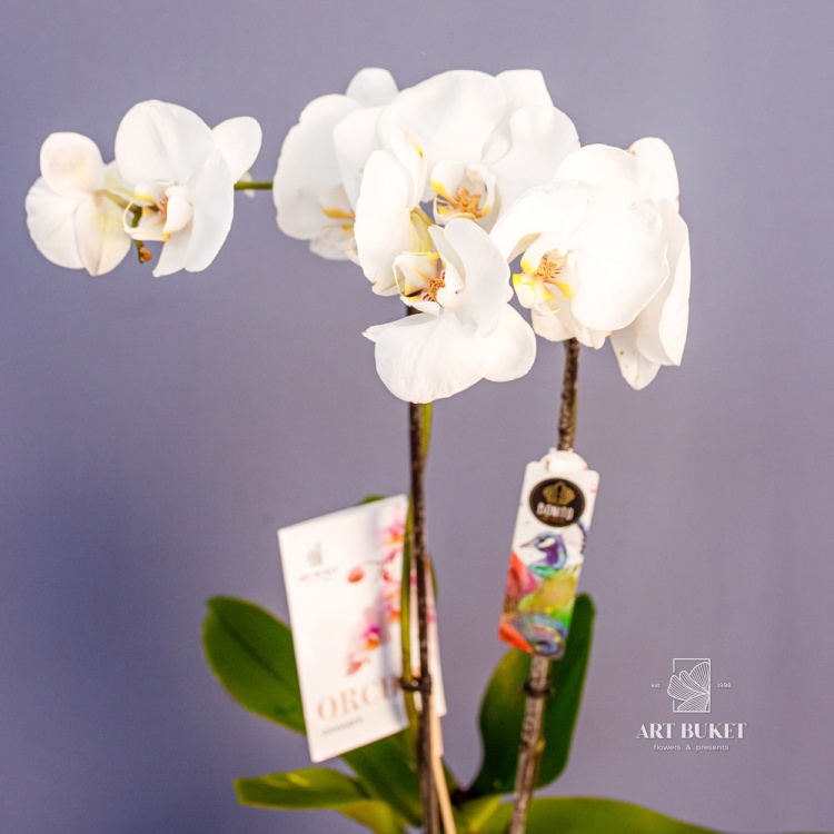 Орхидея Фаленопсис Микс d12 55 см
