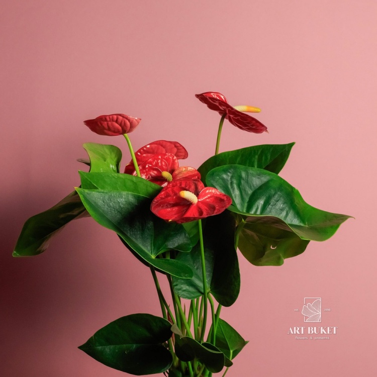 Антуриум Андре горшечный 50 см