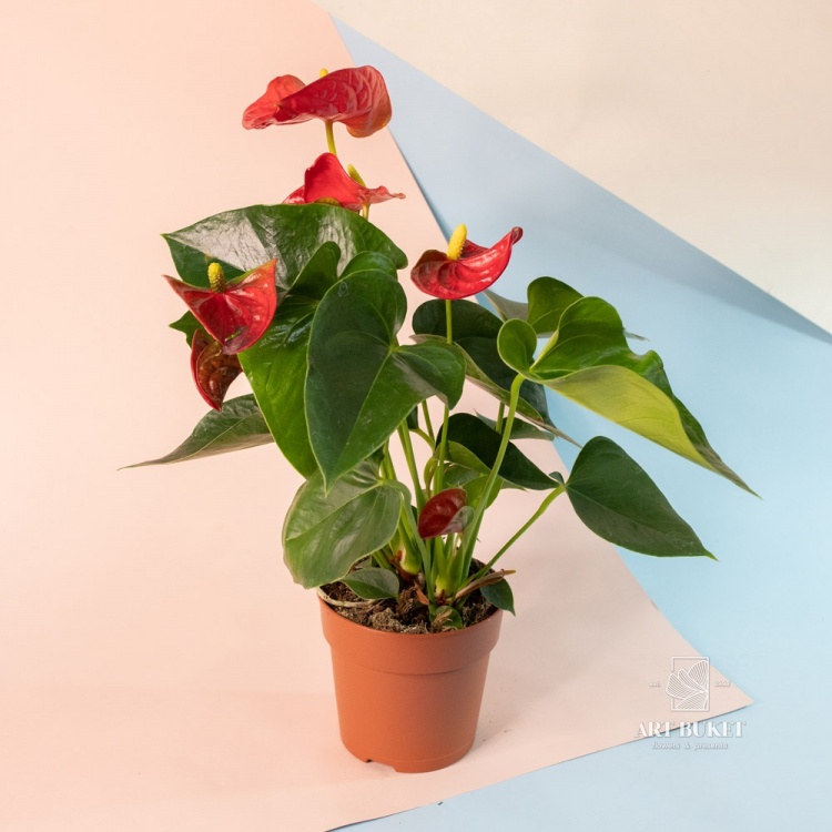 Антуриум Андре горшечный 50 см