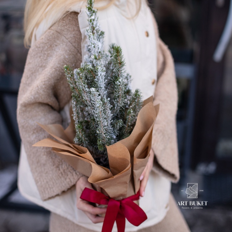 Ель заснеженная 50 см 