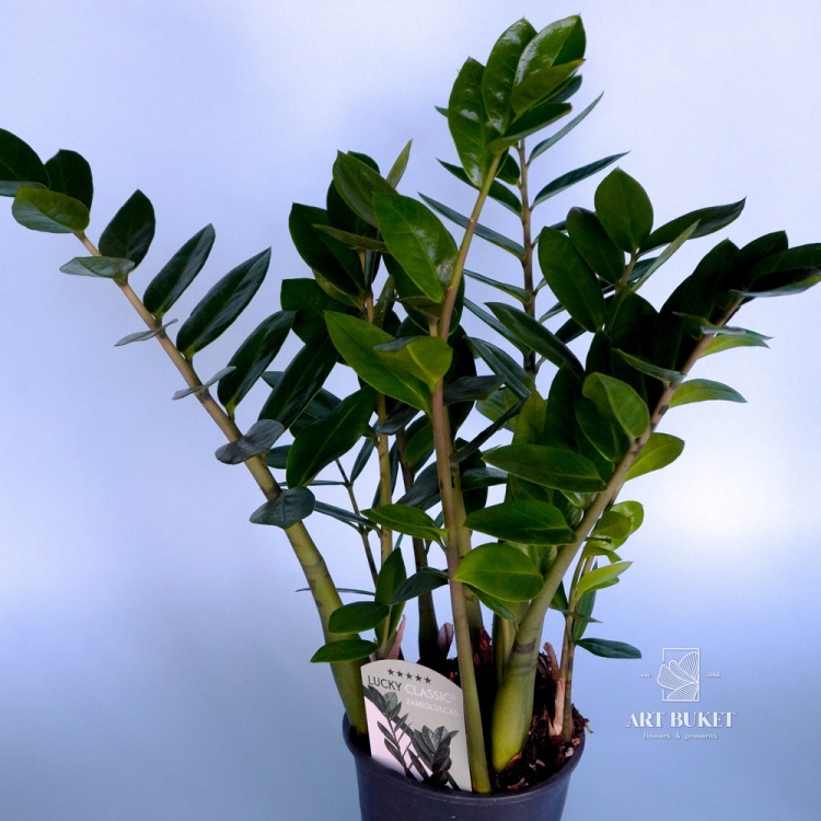 Замиокулькас (Zamioculcas) 50 см