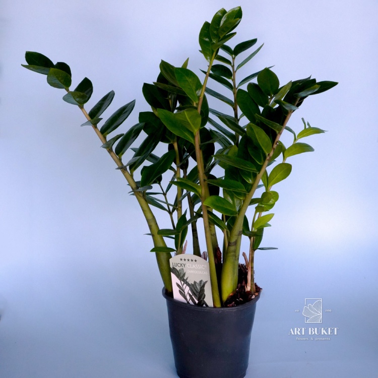 Замиокулькас (Zamioculcas) 50 см