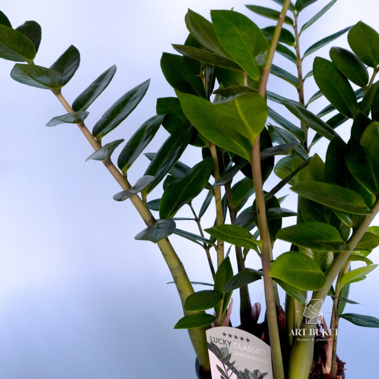 Замиокулькас (Zamioculcas) 50 см