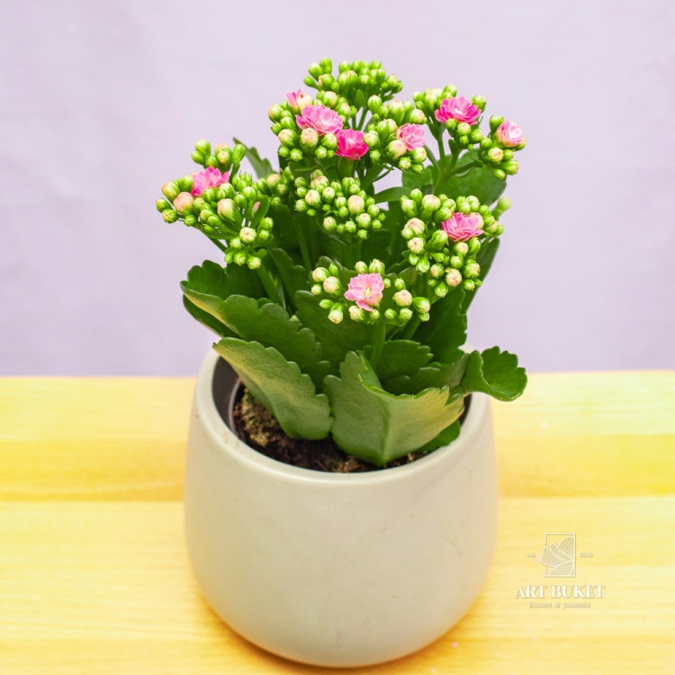 Каланхое 20 см