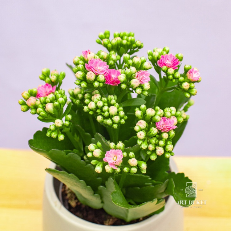 Каланхое 20 см