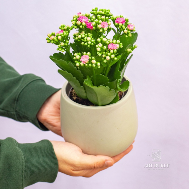 Каланхое 20 см