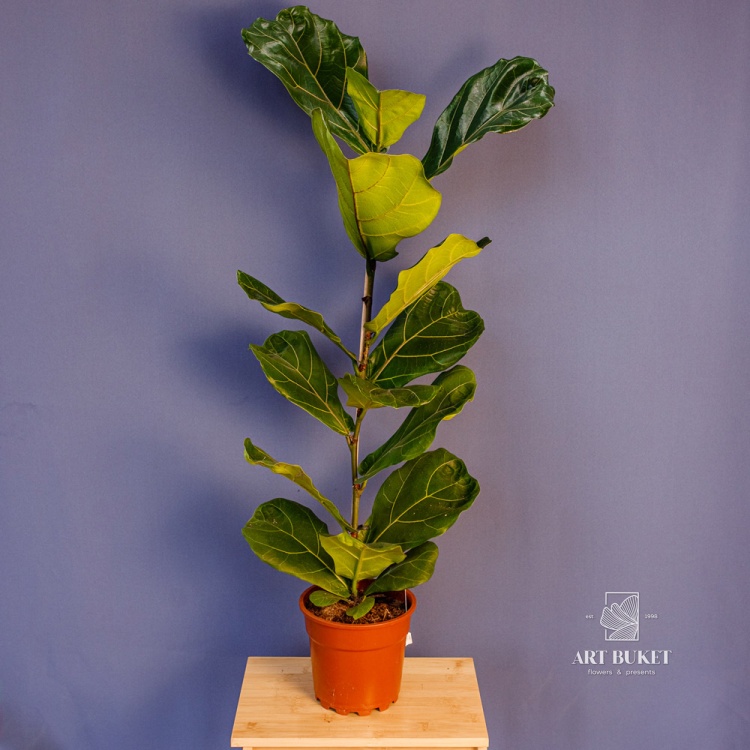 Фикус Лирата d17 90 см