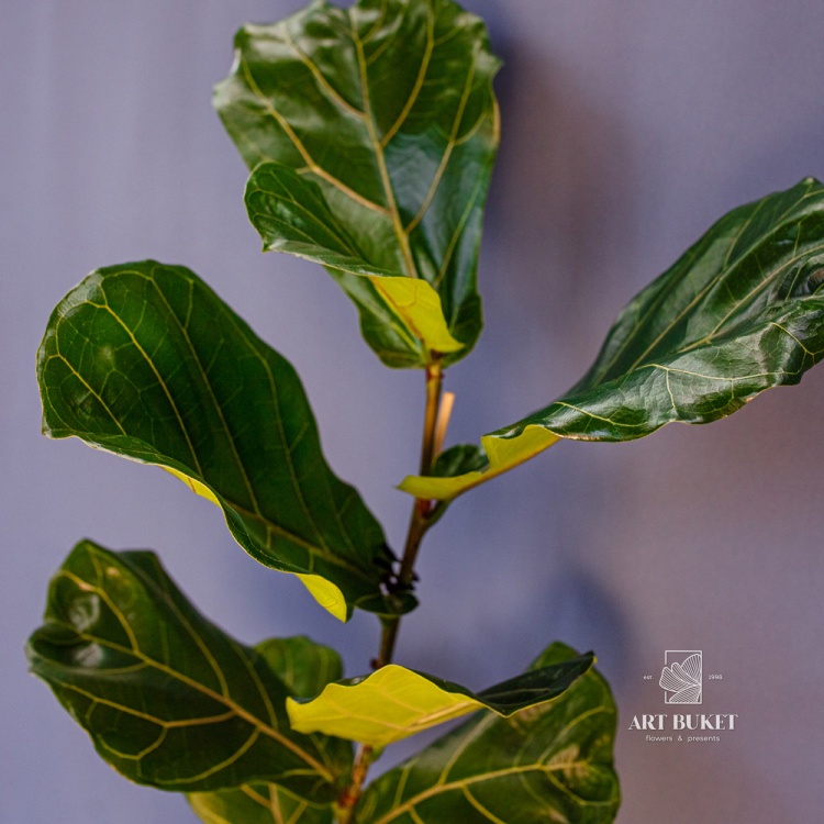 Фикус Лирата d17 90 см