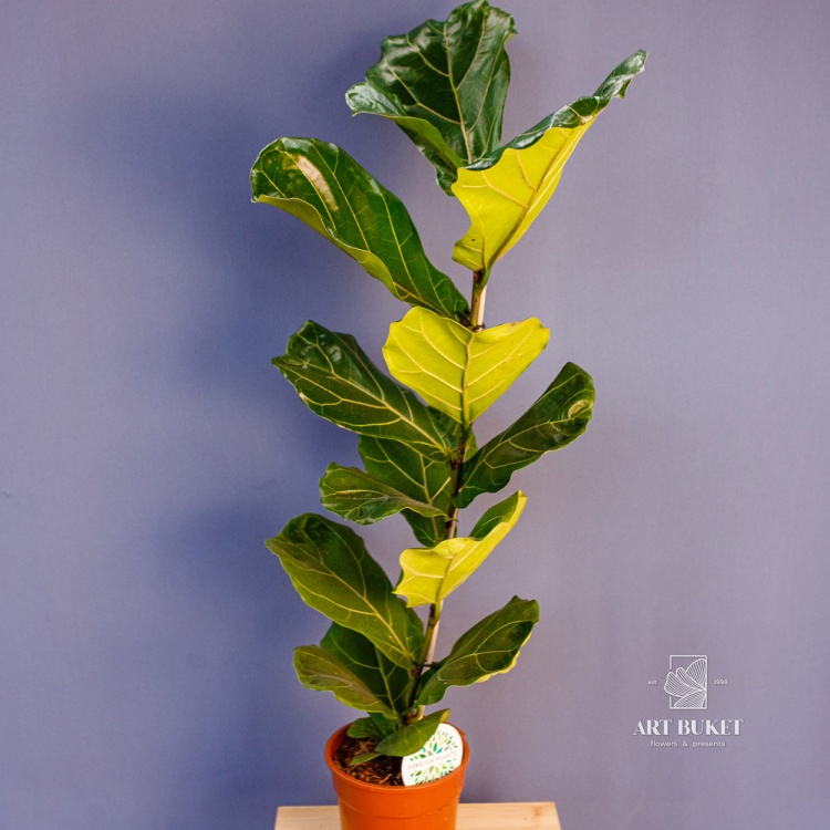 Фикус Лирата d17 90 см